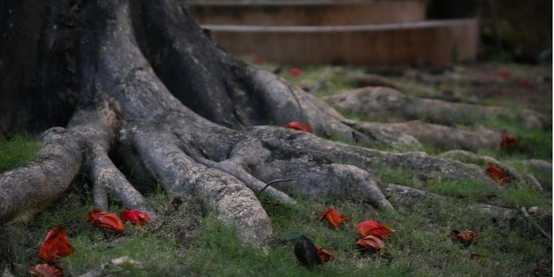 Le chakra racine - Muladhara