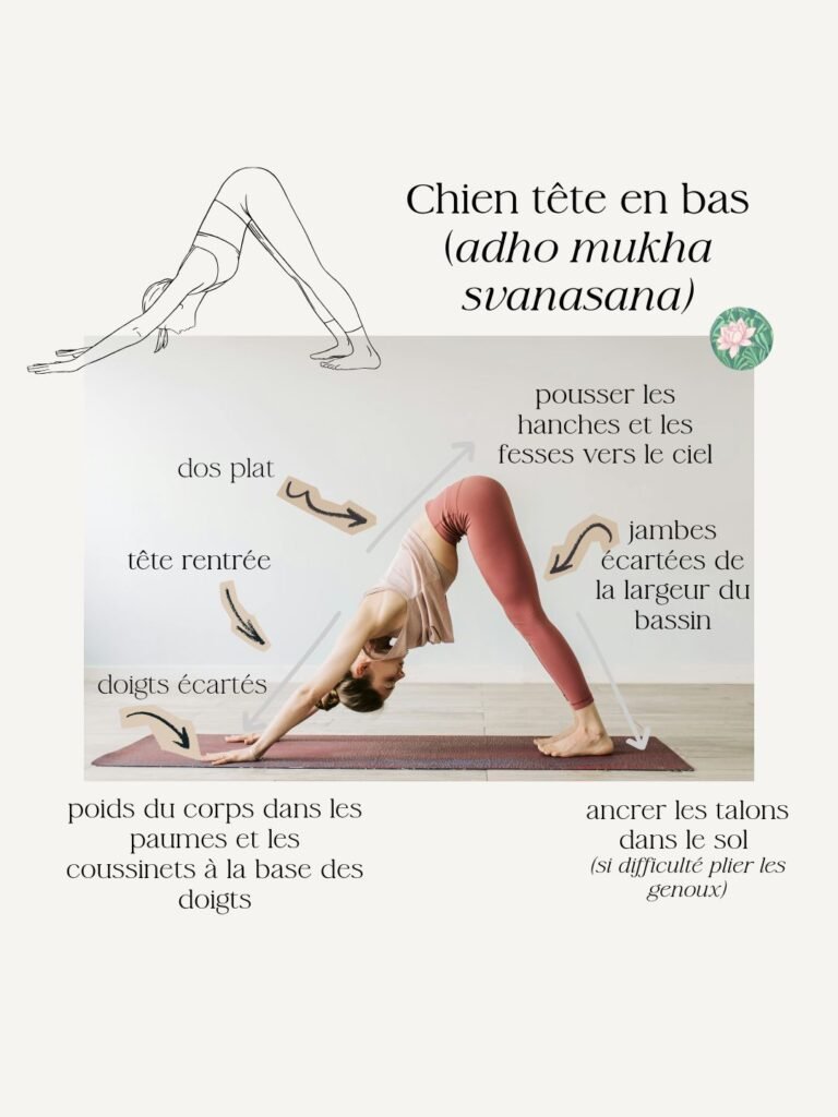 posture du chien tete en bas conseils pratiques